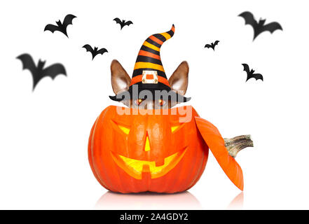 Bassotto cane salsiccia sedersi come un fantasma per halloween seduta a con zucca lanterna o luce , spaventoso e spooky gli occhi luccicanti isolato su bianco backg Foto Stock