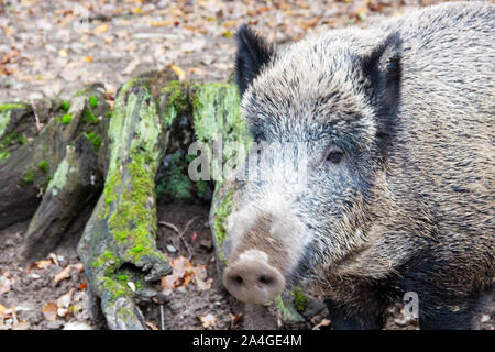 Vista di testa di un cinghiale accanto a un ceppo di albero, Sus scrofa Foto Stock