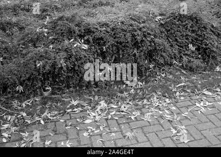 Autunnale di umore nel distretto di Emsland nel nord ovest della Germania Foto Stock