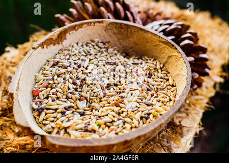 In casa bird feeder con semi di attirare gli uccelli. Foto Stock