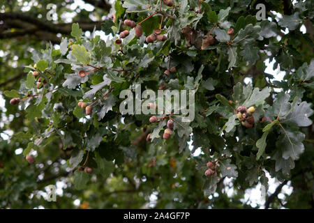 Autunnale di umore nel distretto di Emsland nel nord ovest della Germania Foto Stock