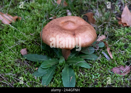 I funghi nella natura autunnale del distretto emsland nel nord ovest della Germania Foto Stock