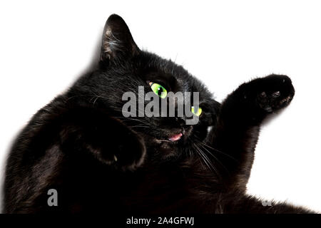 Ritratto di un comune, divertente gatto nero con gli occhi verdi e la bocca aperta sul divano bianco sullo sfondo. Concetto di casa accogliente, rilassante e stato di sicurezza Foto Stock