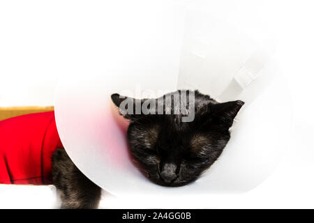 Chiusura del gatto nero con collare Elizabethan, E-collare, Buster collare o cono di pet su bianco backgorund. Concetto e la malattia clinica veterinaria Foto Stock