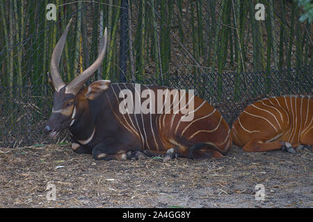 Maschio adulto Bongo Antelope giacente a terra Foto Stock