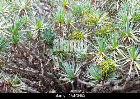 Primo piano particolare di rami, foglie e bacche di un Isole Canarie Dragon Tree, Dracaena draco, o drago, crescente nelle Azzorre. Foto Stock