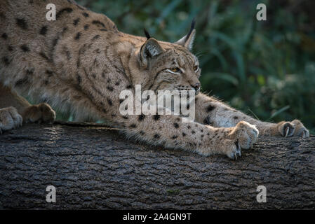 Lynx lo stiramento del suo corpo su un tronco di albero Foto Stock