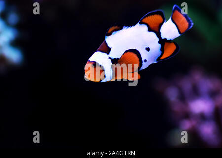 Snow Onyx Clownfish - (Amphriprion ocellaris x Amphriprion percula) Foto Stock