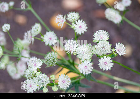 Bellissimi fiori di poco ironweed, Ash-fleabane colorati, Ash-ironweed colorati, fleabane viola, viola-fleabane fiorito (Cyanthillium Cinereum) Foto Stock