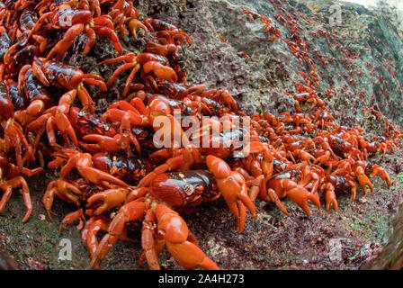 Cast di granchi rossi, Gecarcoidea natalis, aggrappate alle rocce, Isola di Natale, Australia, Oceano Indiano Foto Stock