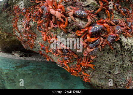 Cast di granchi rossi, Gecarcoidea natalis, aggrappandosi a rocce dal mare, l'isola di Christmas, Australia, Oceano Indiano Foto Stock