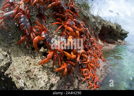 Cast di granchi rossi, Gecarcoidea natalis, aggrappandosi a rocce dal mare, l'isola di Christmas, Australia, Oceano Indiano Foto Stock