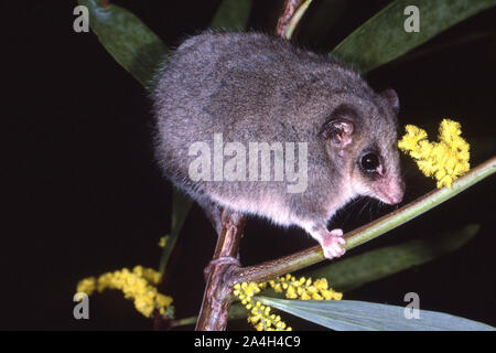 Orientale Possum pigmeo Foto Stock