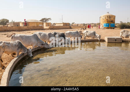 Vacche prendere in un po' di acqua in un piccolo villaggio (Kanoi) nel deserto di Thar occidentali del Rajasthan, India. Foto Stock