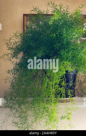 Il fogliame di Asparagus pianta. Asparagus densiflorus in vaso, vicino Vitage, interni Foto Stock