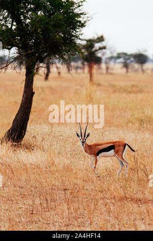 Uno Gazalle africani in golden erba prato del Serengeti Grumeti riserva forestale di savana africana - Tanzania Safari wildlife viaggio durante la grande migrazione Foto Stock