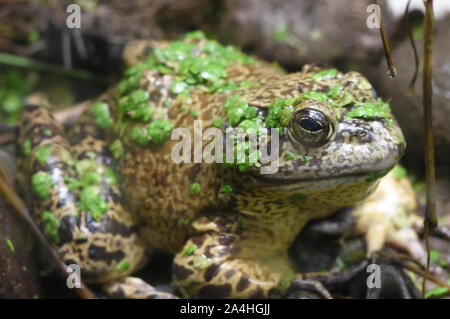 American bullfrog (Lithobates catesbeianus), Amaru bioparco, Cuenca, Ecuador Foto Stock