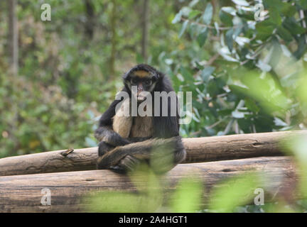 Bianco-panciuto spider monkey (Ateles belzebuth), Ecuador Foto Stock