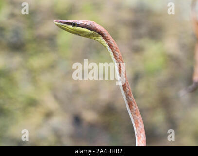 Cope vine snake (oxybelis brevirostris), Ecuador Foto Stock