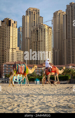 Dubai, Emirati Arabi Uniti - 2 Dicembre 2018: Arab sul cammello passeggiate sulla spiaggia Marina di Dubai. Foto Stock