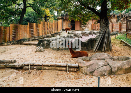 Seoul, Corea del Sud - 26 Ottobre 2016 : bambini's Grand Park Zoo Foto Stock