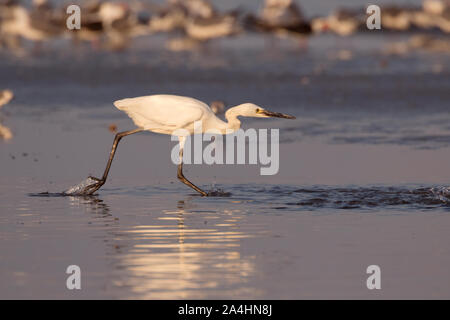 Morph bianco di colore rossastro Garzetta (Egretta rufescens) pesca nella luce del tramonto Foto Stock