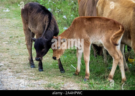 Le mucche in un campo vicino a Vang Vieng, Provincia di Vientiane, Laos. Foto Stock