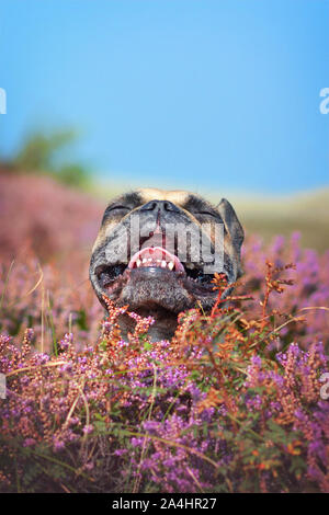 Funny piccolo marrone bulldog francese cane con gli occhi chiusi e la bocca aperta in un campo di fioritura viola heather " Calluna vulgaris " piante Foto Stock