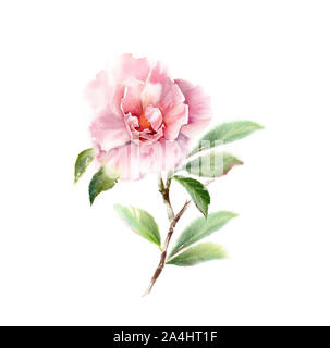 Acquerello Camellia grande fiore rosa su un ramo di albero. Floral disegnati a mano illustrazione isolato su bianco per le nozze di design di cancelleria, stampa scheda Foto Stock