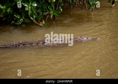 Coccodrillo americano, Crocodylus acutus, nella palude di acqua nel fiume Nera, Giamaica Foto Stock