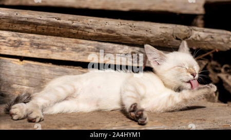 Un simpatico, contenti gattino lambisce le sue zampe, giacenti sui gradini della vecchia veranda in legno, nei raggi del sole nel villaggio. Foto Stock