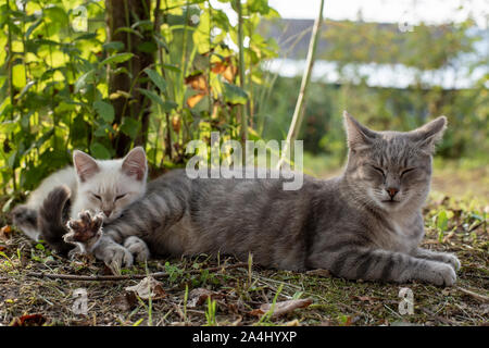 Cat mom pan accanto a un gattino nell'ombra di un albero, in campagna, in una calda giornata estiva. Foto Stock