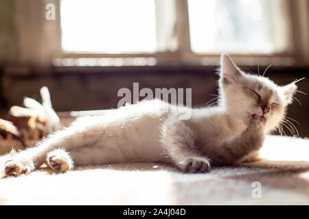 Carino gattino contenti lambisce le sue zampe, sdraiato su un divano morbido, sotto i raggi del sole in una casa in paese. Foto Stock