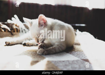 Carino gattino contenti lambisce le sue zampe, sdraiato su un divano morbido, sotto i raggi del sole in una casa in paese. Foto Stock