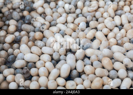 Bozzoli di bachi da seta nel calderone. foto macro di bianco bozzoli di bachi da seta bollitura in acqua calda. Foto Stock