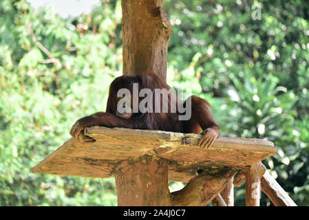 Rilassante orangutan in rami di alberi Foto Stock