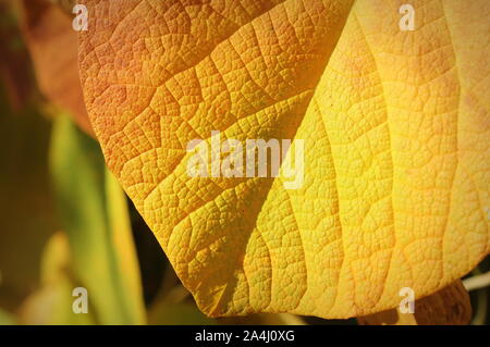 Autumn Leaf, arancione, giallo colori foglia, a forma di cuore leaf Foto Stock