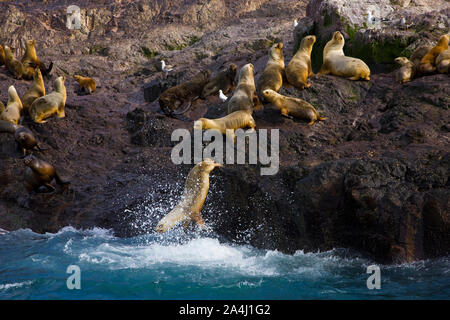 Lobo marino de dos pelos u Oso marino sudamericano (Arctocephalus australis),Puerto Deseado,la Patagonia Argentina. Sud Americana di pelliccia sigillo. Foto Stock