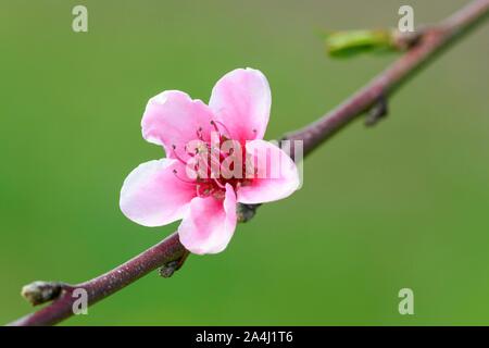 Peach blossom (Prunus persica), Baden-Württemberg, Germania Foto Stock