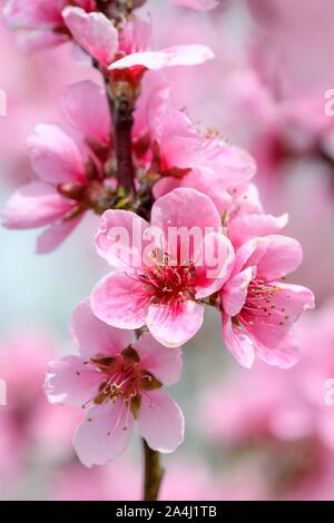 Peach Blossoms (Prunus persica), Baden-Württemberg, Germania Foto Stock