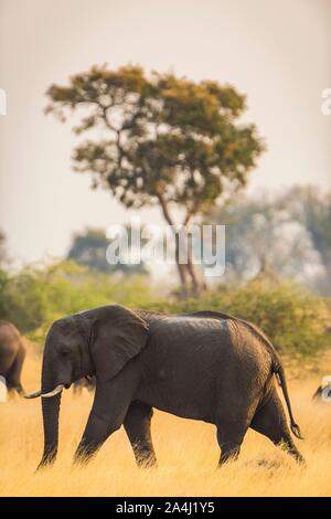Elefante africano (Loxodonta africana), corre nella savana erba, riserva Moremi, Ngamiland, Botswana Foto Stock