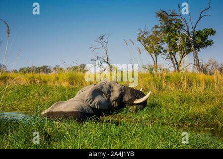 Elefante africano (Loxodonta africana), stando in acqua e mangiare, palude, Okavango Delta, riserva Moremi, Ngamiland, Botswana Foto Stock