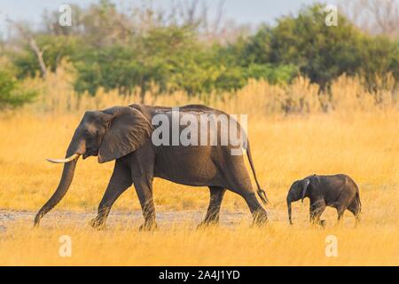 L'elefante africano (Loxodonta africana), elefante di vitello con diga, riserva Moremi, Ngamiland, Botswana Foto Stock