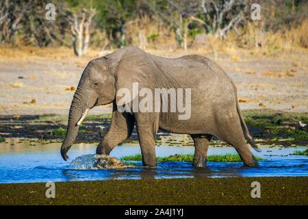 Elefante africano (Loxodonta africana) corre attraverso acqua, waterhole, riserva Moremi, Ngamiland, Botswana Foto Stock