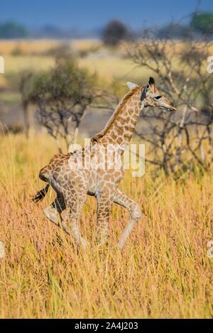 Giraffa angolani (Giraffa camelopardalis angolensis), giovane animale al galoppo attraverso la savana, riserva Moremi, Ngamiland, Botswana Foto Stock