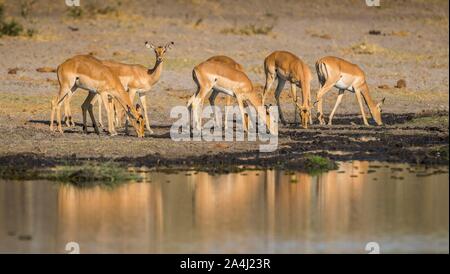 Impala (Aepyceros melampus), allevamento di bere a waterhole, riserva Moremi, Ngamiland, Botswana Foto Stock