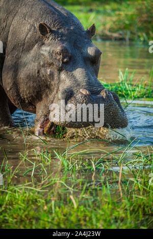 Ippona (Hippopotamus amphibius), il pascolo in acque poco profonde, riserva Moremi, Ngamiland, Botswana Foto Stock