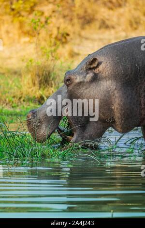 Ippona (Hippopotamus amphibius), il pascolo in acque poco profonde, riserva Moremi, Ngamiland, Botswana Foto Stock