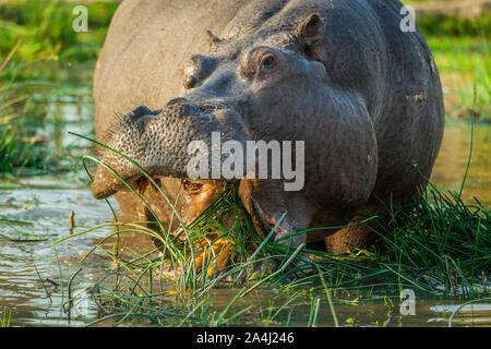 Ippona (Hippopotamus amphibius), il pascolo in acque poco profonde, riserva Moremi, Ngamiland, Botswana Foto Stock