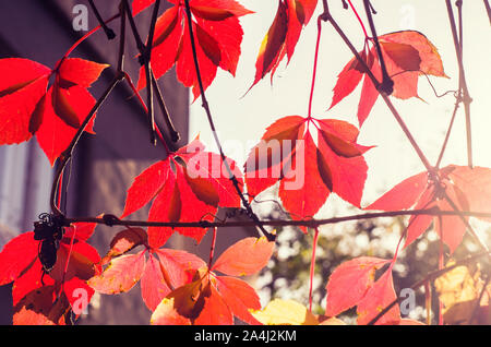 Uva selvatica con foglie rosse su sfondo sfocato. Foto di autunno. Foto Stock